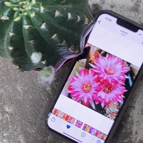 禅衣丽花，25899900