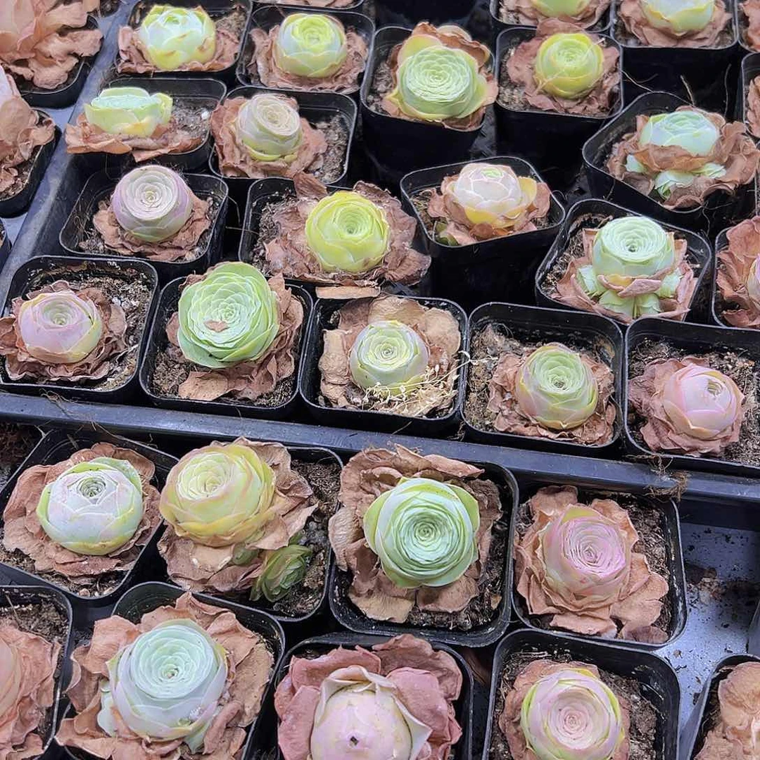 彩帕10盆混色发货