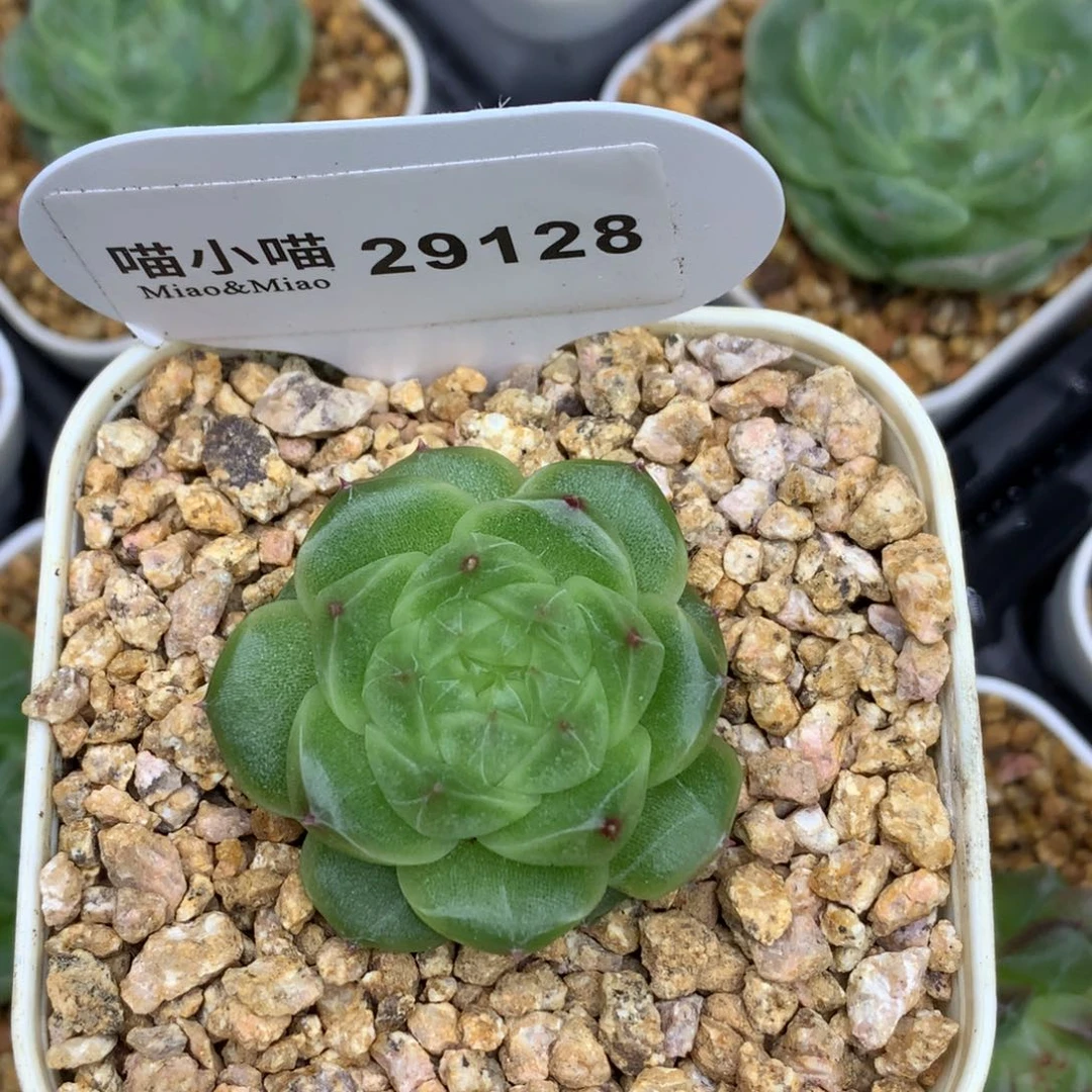 马***？多肉植物杂交珍妮