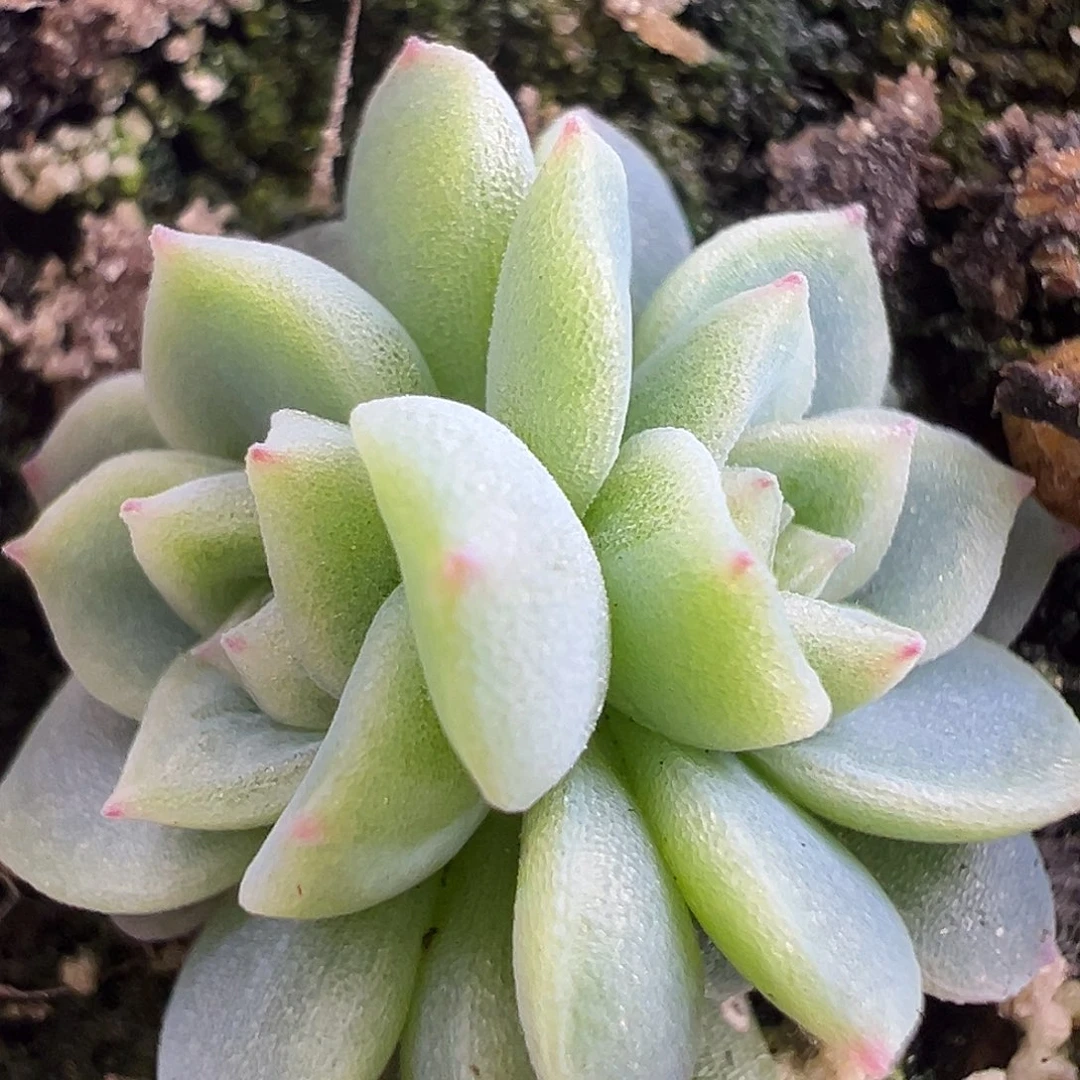 双头白心西米露。