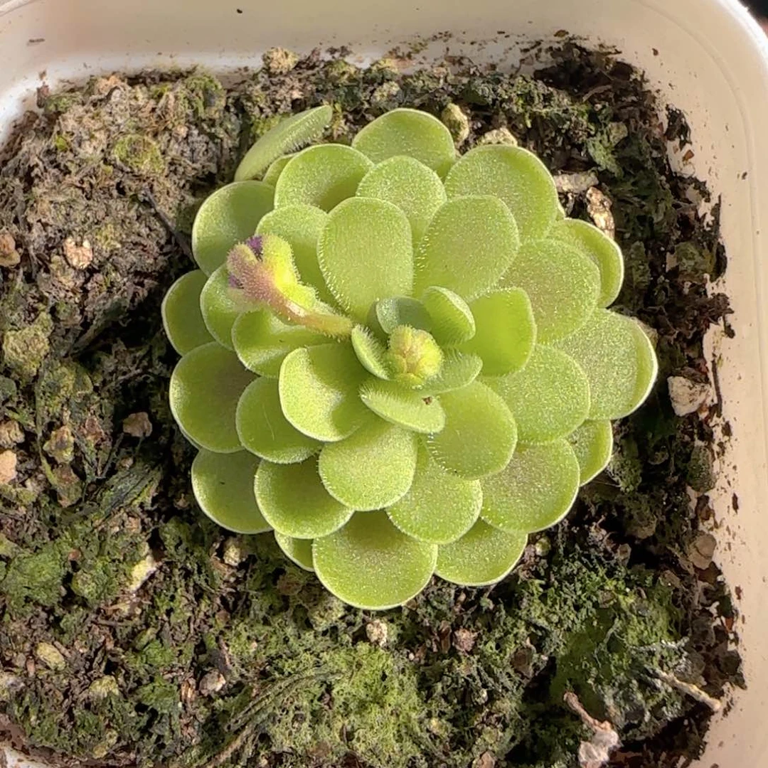 多肉0101-207捕虫堇