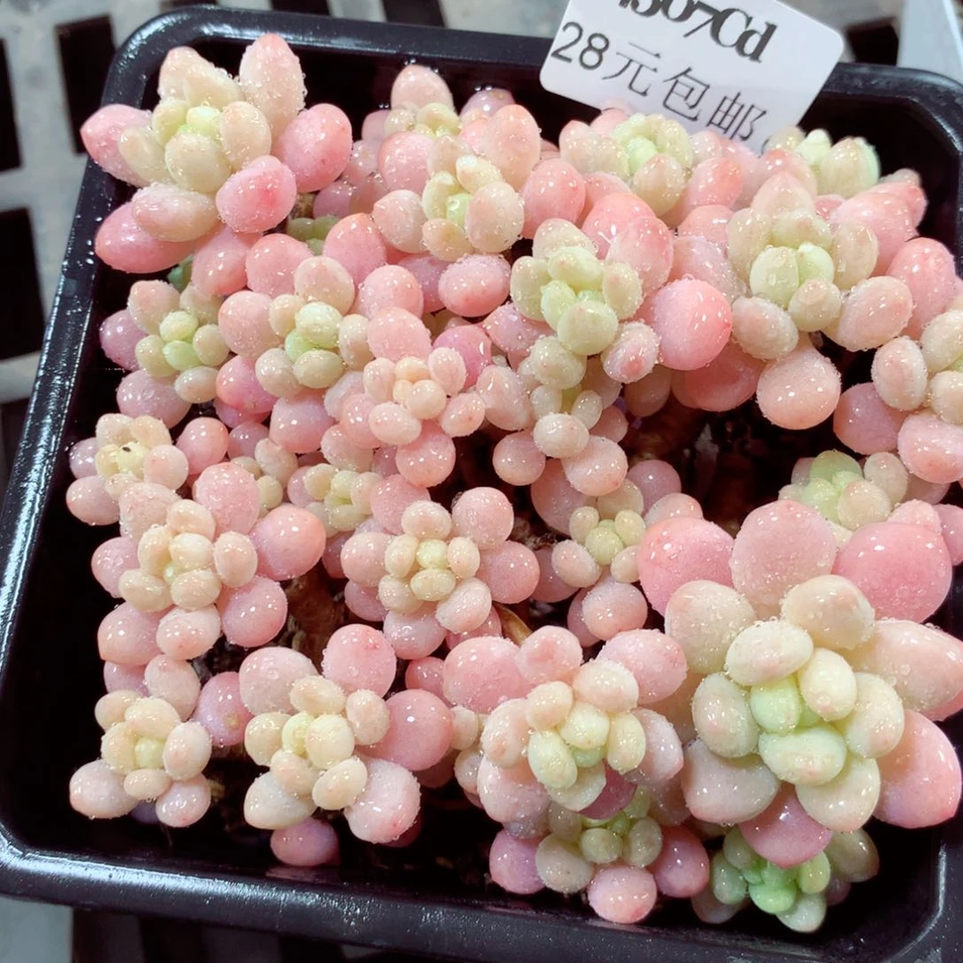 5厘米盆精控多肉4507