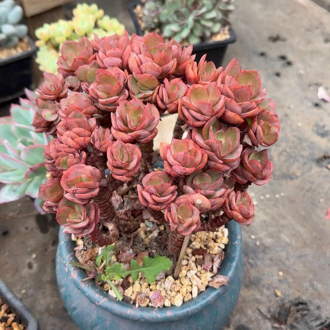 小叶秀妍玫瑰多肉植物fofubu