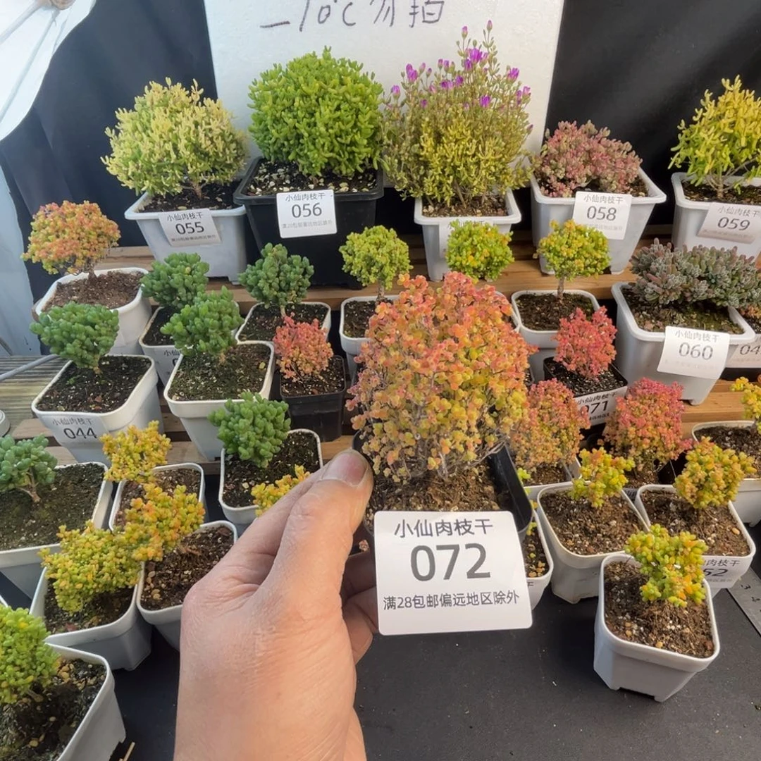 072枝干番杏精控彩蜜橘