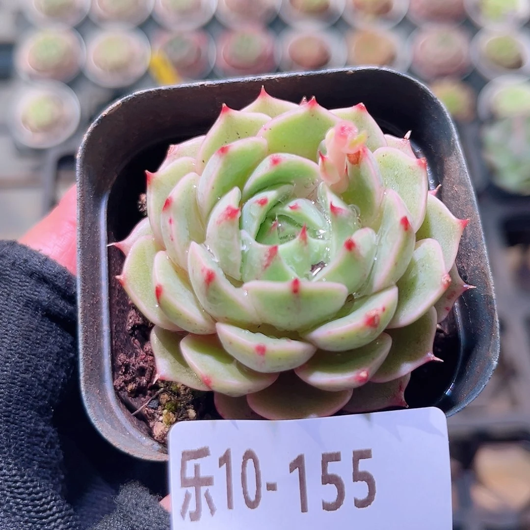 乐然10-155 苯巴蒂斯