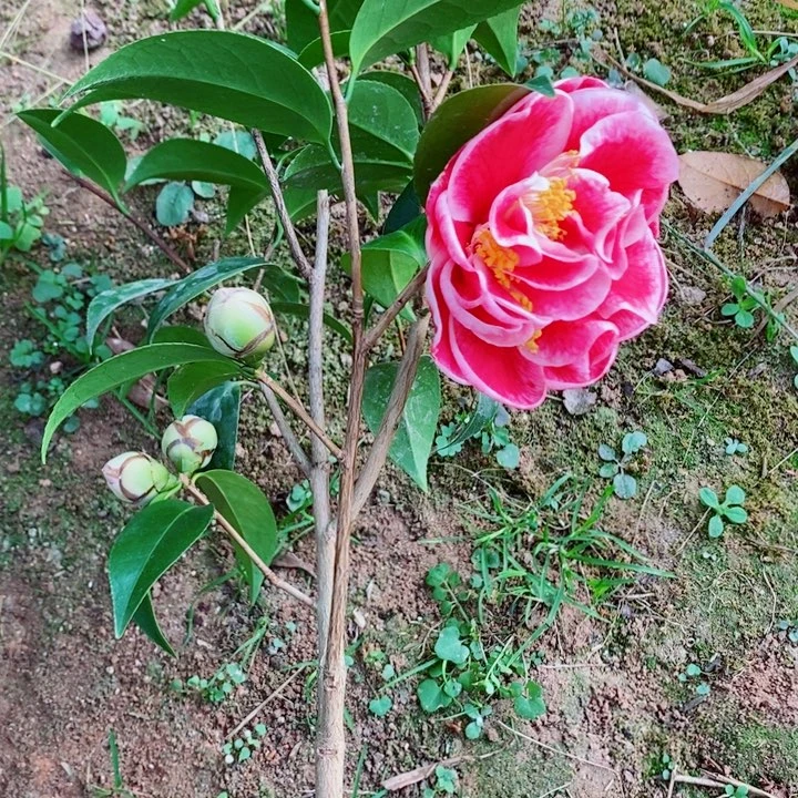 完全开放圣诞帽茶花