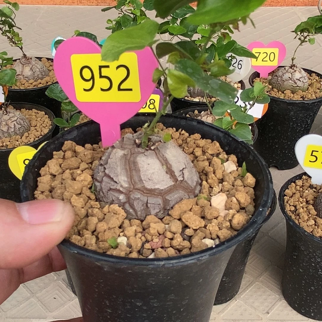 南非龟甲龙龟甲龙