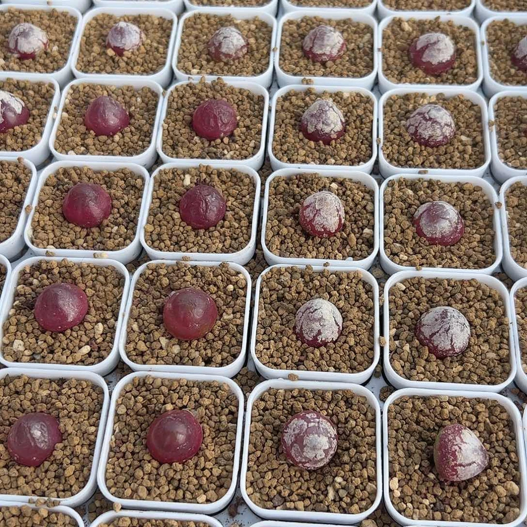 0000量拍灯泡3颗尺寸1.5上下脱土发