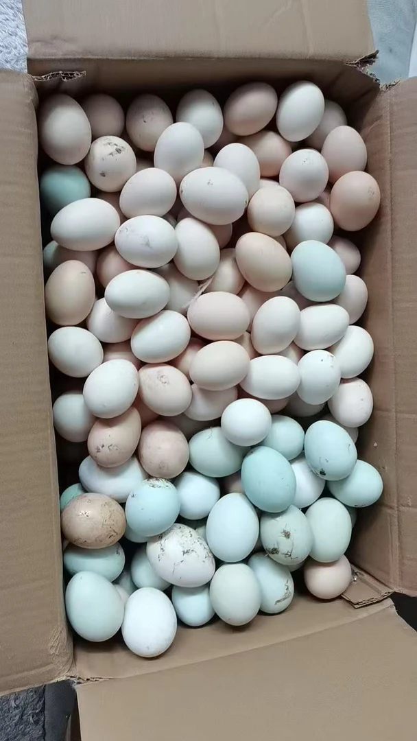 鱼塘边散养土鸡蛋30枚粉壳京东快递