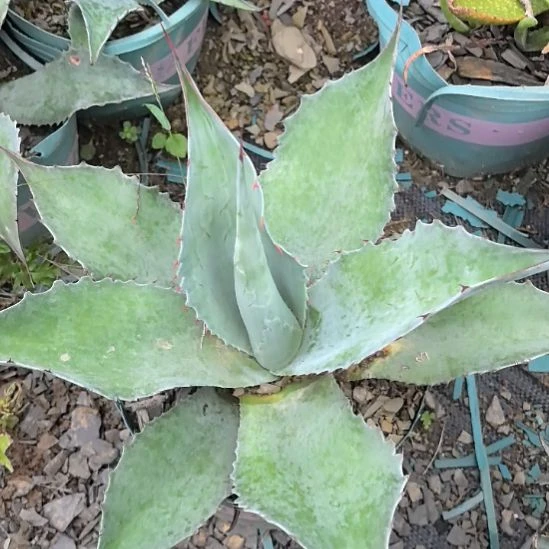 鲸鱼舌。。。。。。。。。。。。