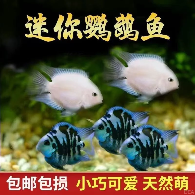 迷你鹦鹉鱼热带小型观赏鱼宝蓝白金鹦鹉种鱼好养淡水观赏群游鱼