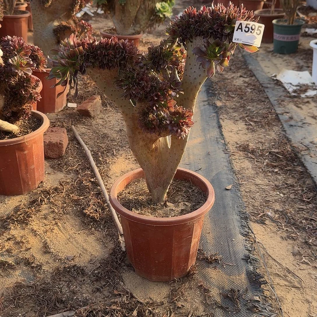 595黑法师一颗呀呀呀