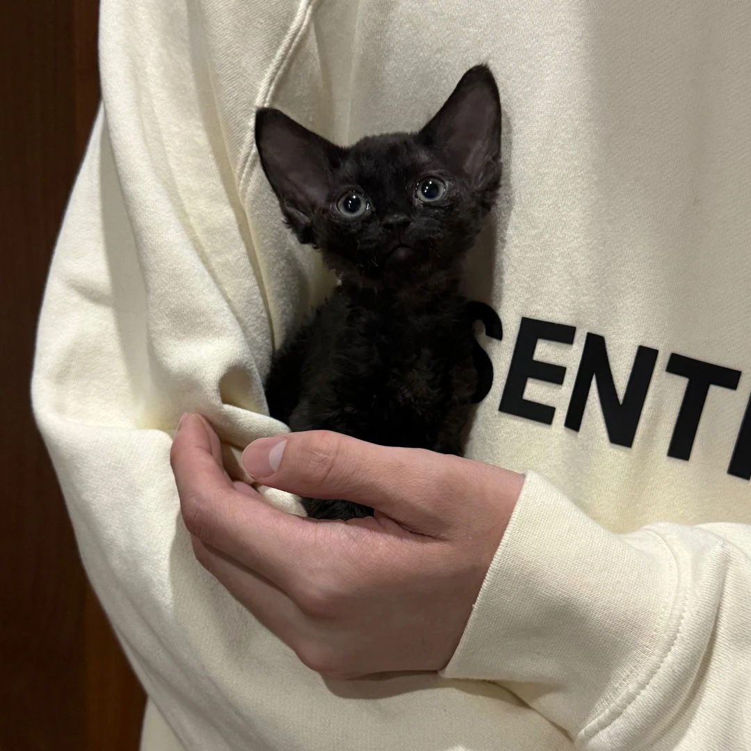 0606纯黑色德文猫弟弟-夜米
