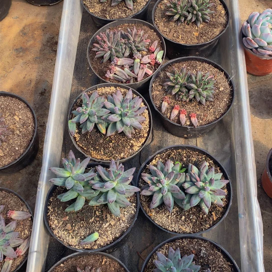 ❤️*十个乌拉克拉多肉植物