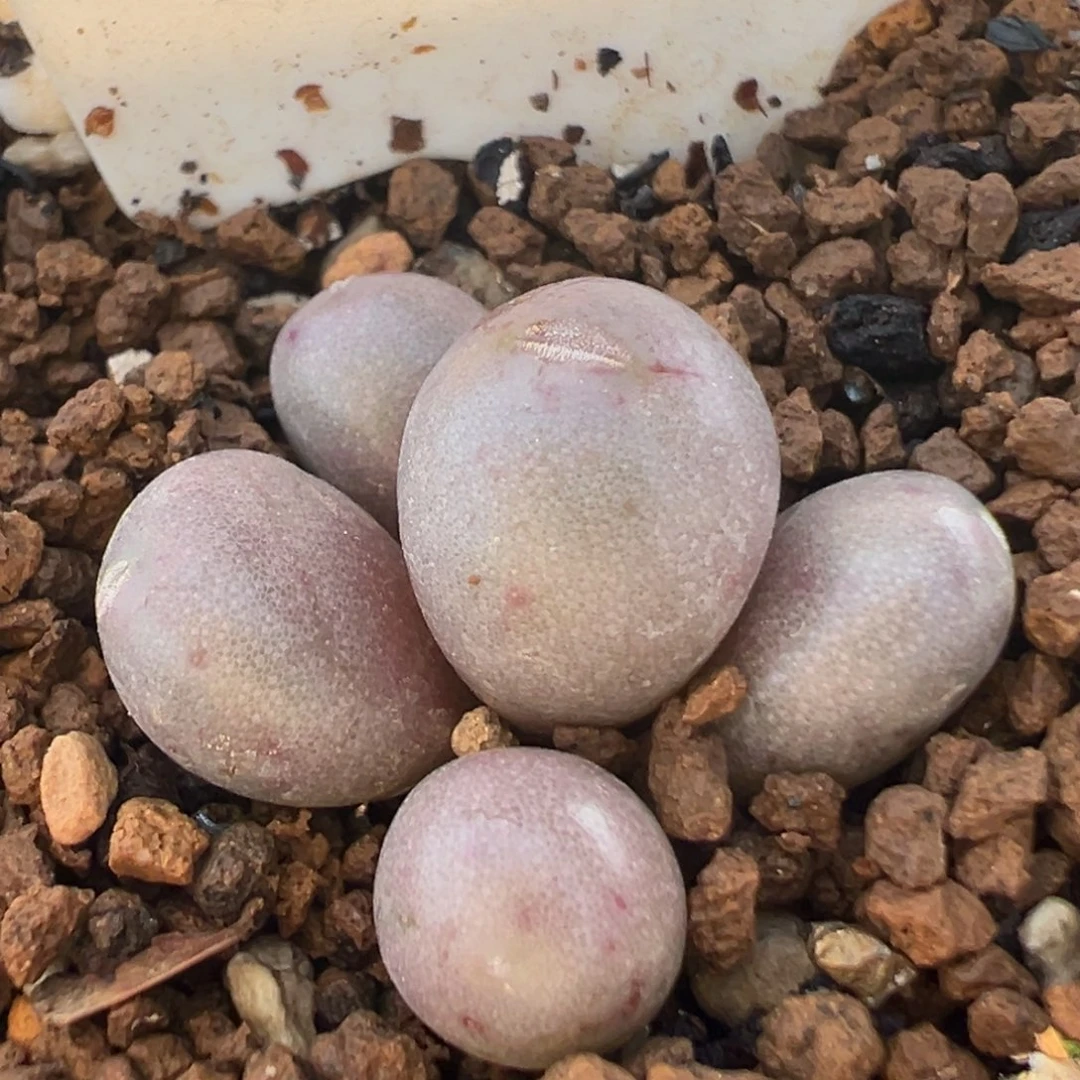 335多肉植物百科紫葡萄