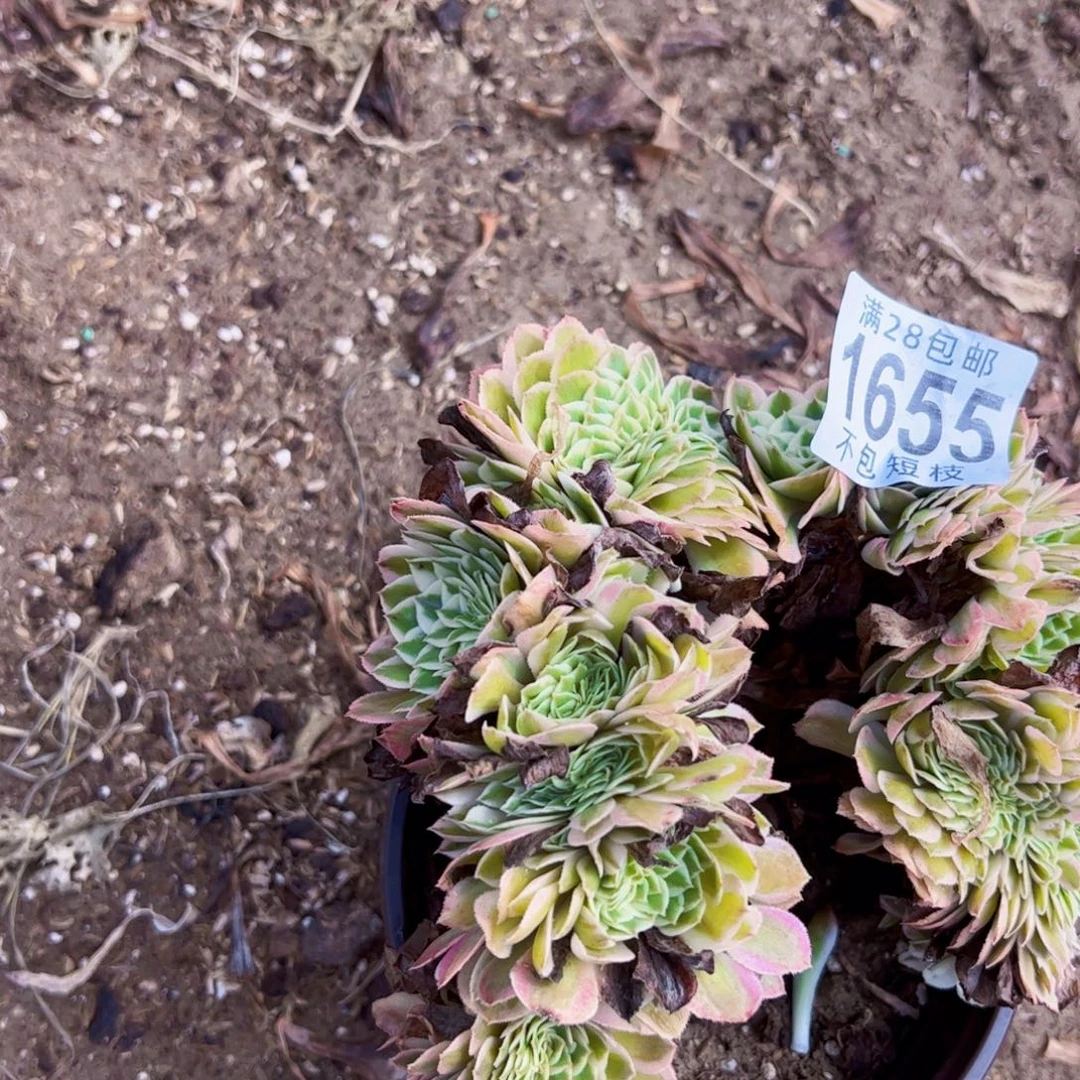 倾城缀多肉植物1655