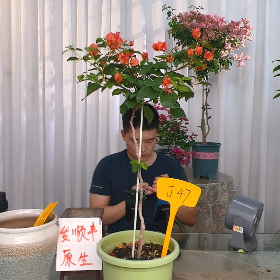 当前无花栽培后可以开花童***千暗夕J47