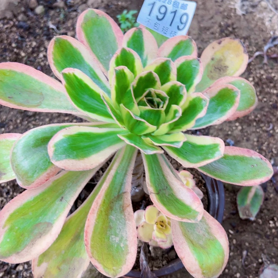 快***使1919多肉植物法师法师