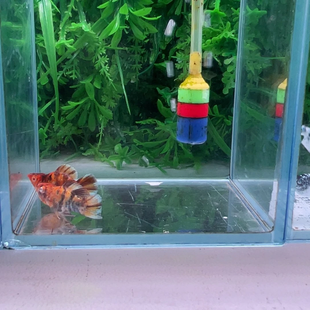 黑玛丽鱼978号玛丽1对