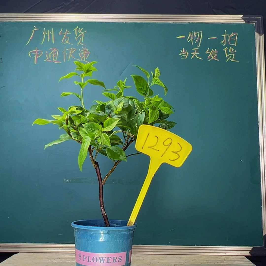 当前无花栽培后可以开花苏瓦娜 1293