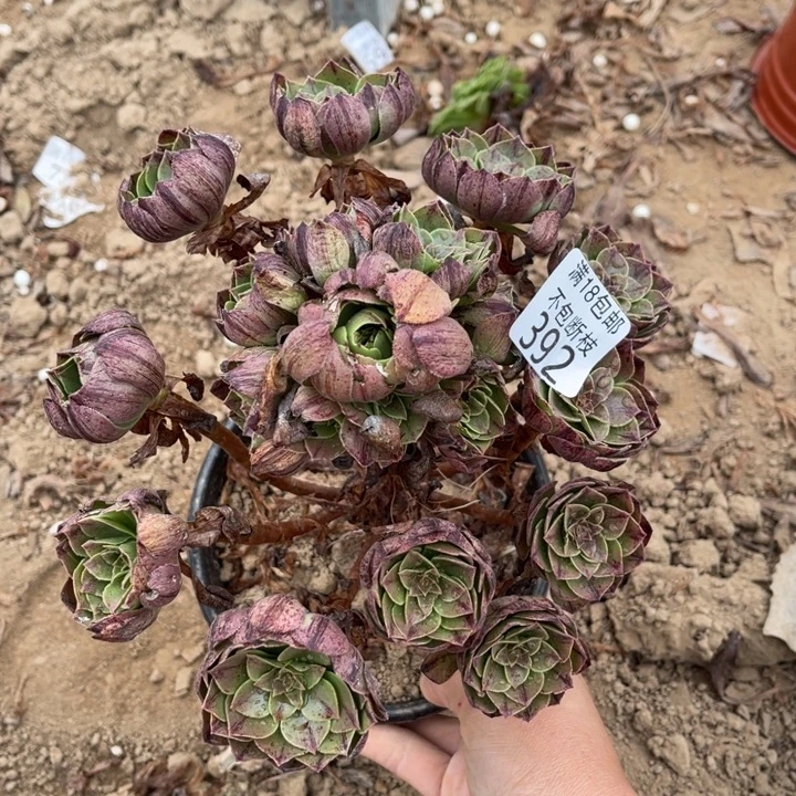 392万拉丝手捧1号棚