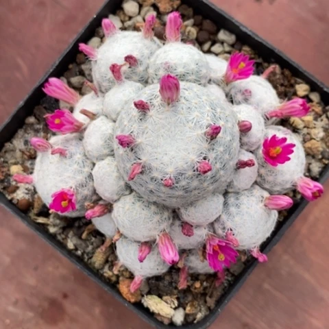 姬春星群7仙人球