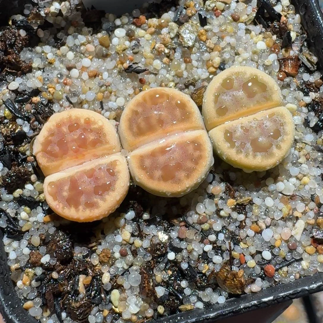 高品质生石花清清1285
