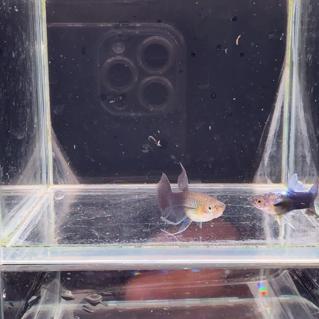 孔雀鱼蓝礼服缎带1对