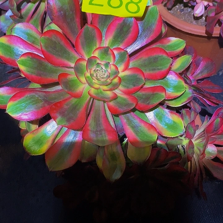 南***王0288多肉植物初恋