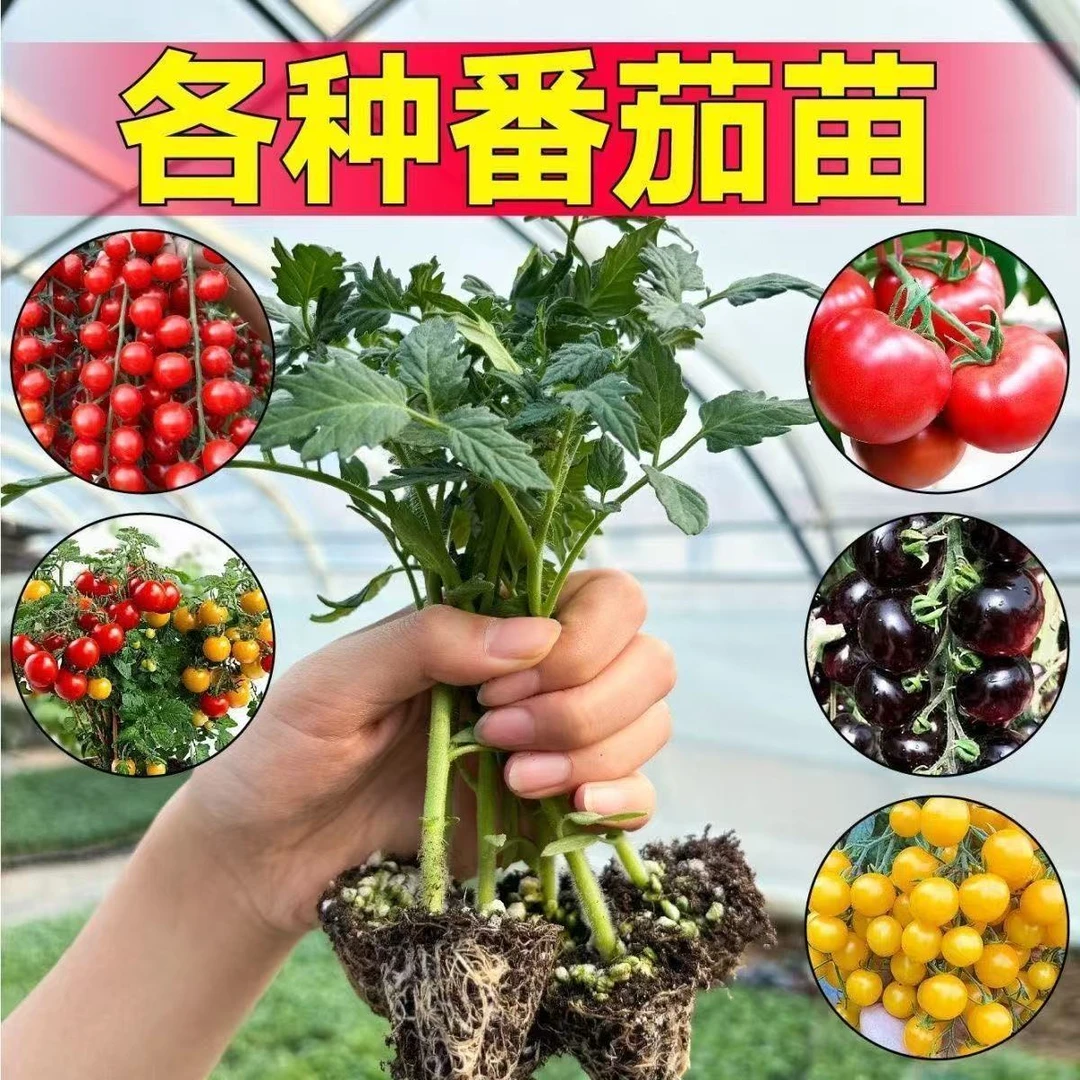 【精选】高产大粉西红柿苗千禧圣女果苗高产西红柿秧苗四季盆栽地载
