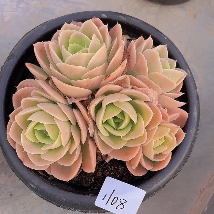 用****瑰1108星娜塔多肉植物