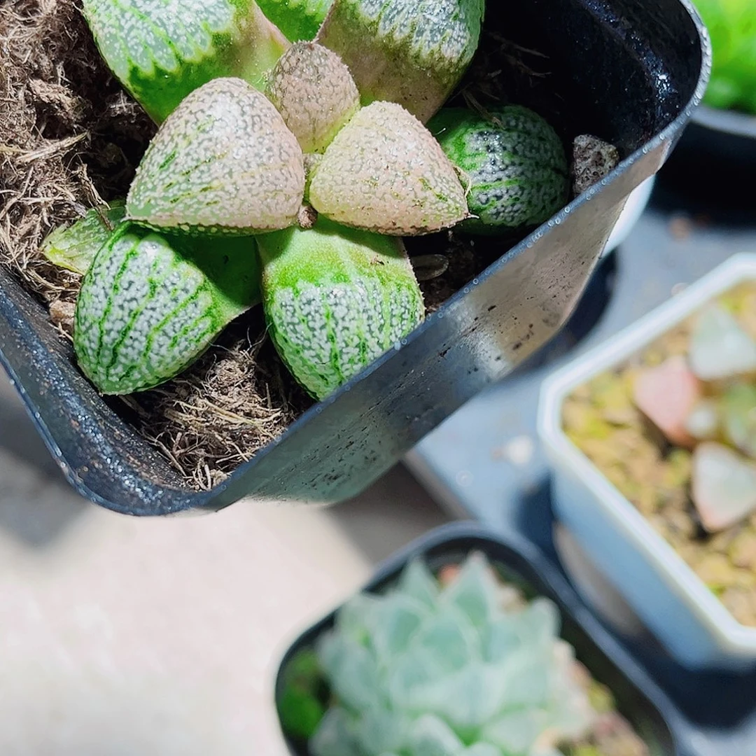 红宝石白银新手好养