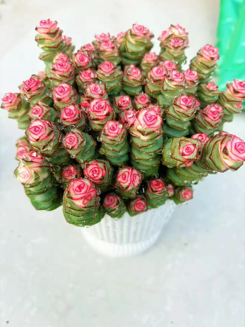 【大牡丹钱串】 带盆土发 新手好养室内室外 喜乐多肉