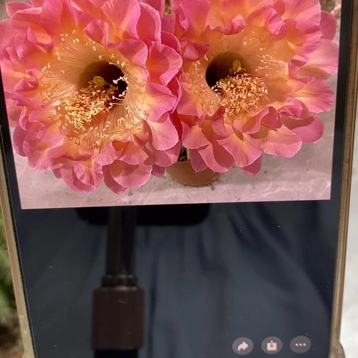 彩草小桃红群多头