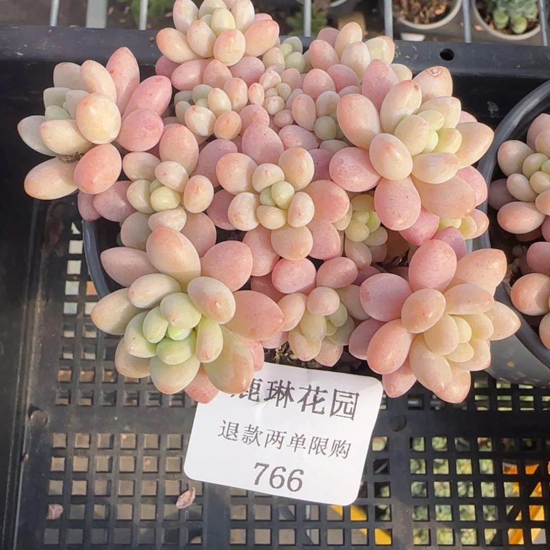 闪购精品多肉766号