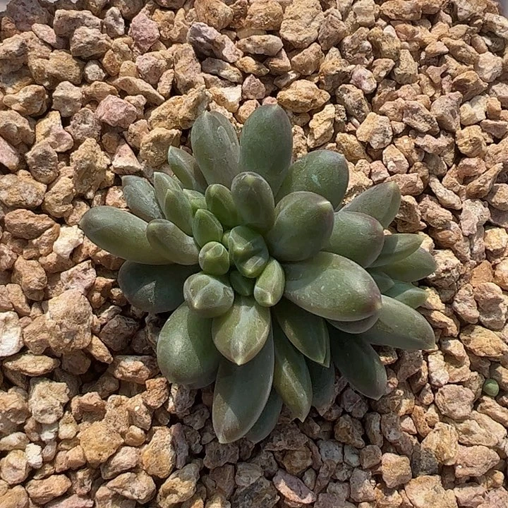 蒂尔曼缀化11111111