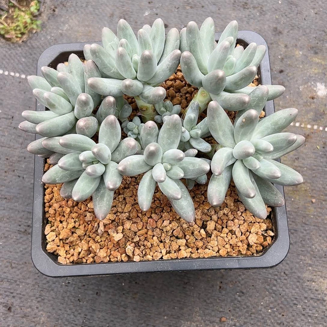 【闪购商品】乌拉奶多肉植物