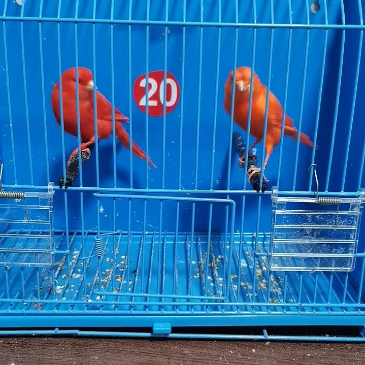 泰***山虎皮鹦鹉红袍一对