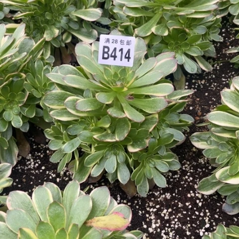 414半夏不包断枝