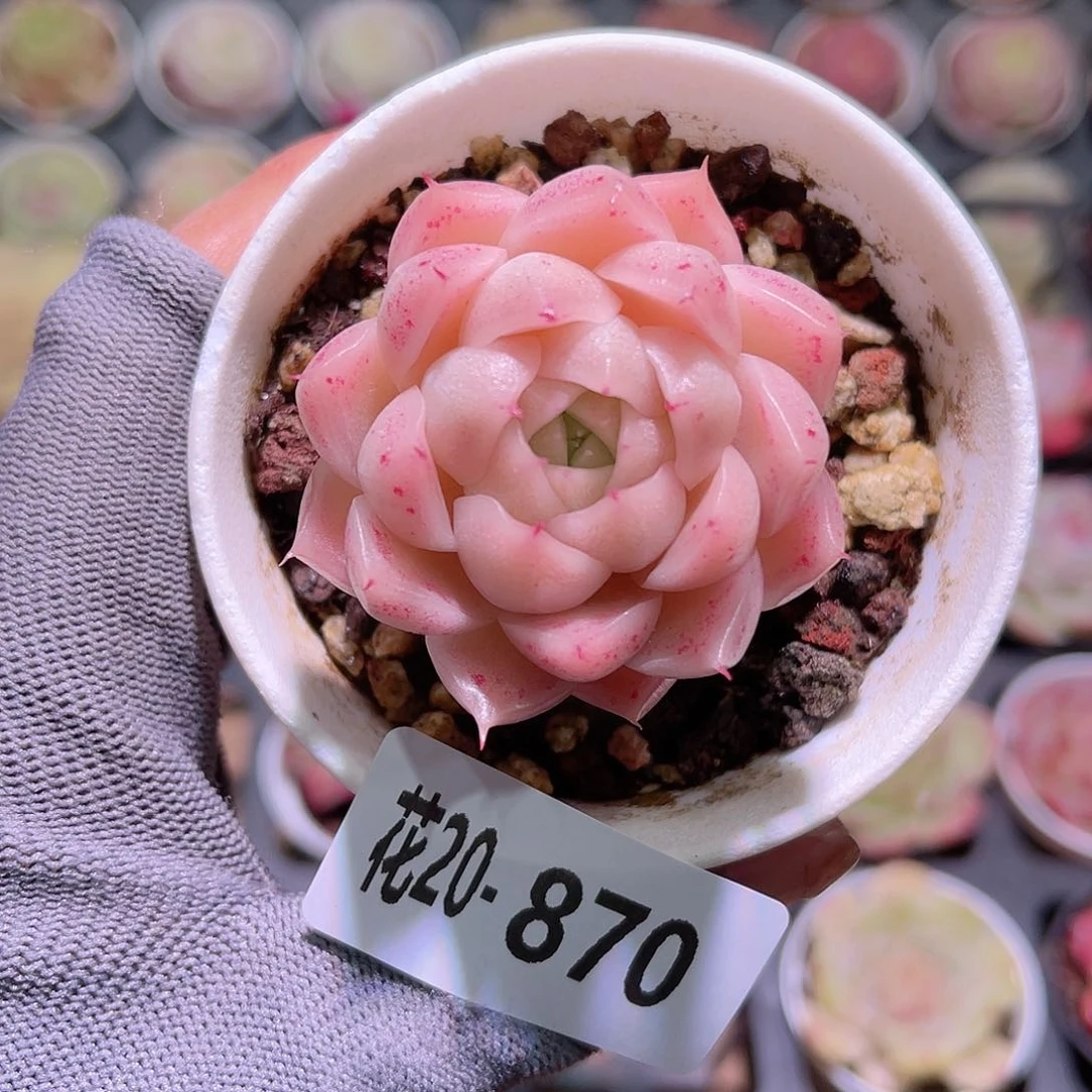 花20-870麦秆单头