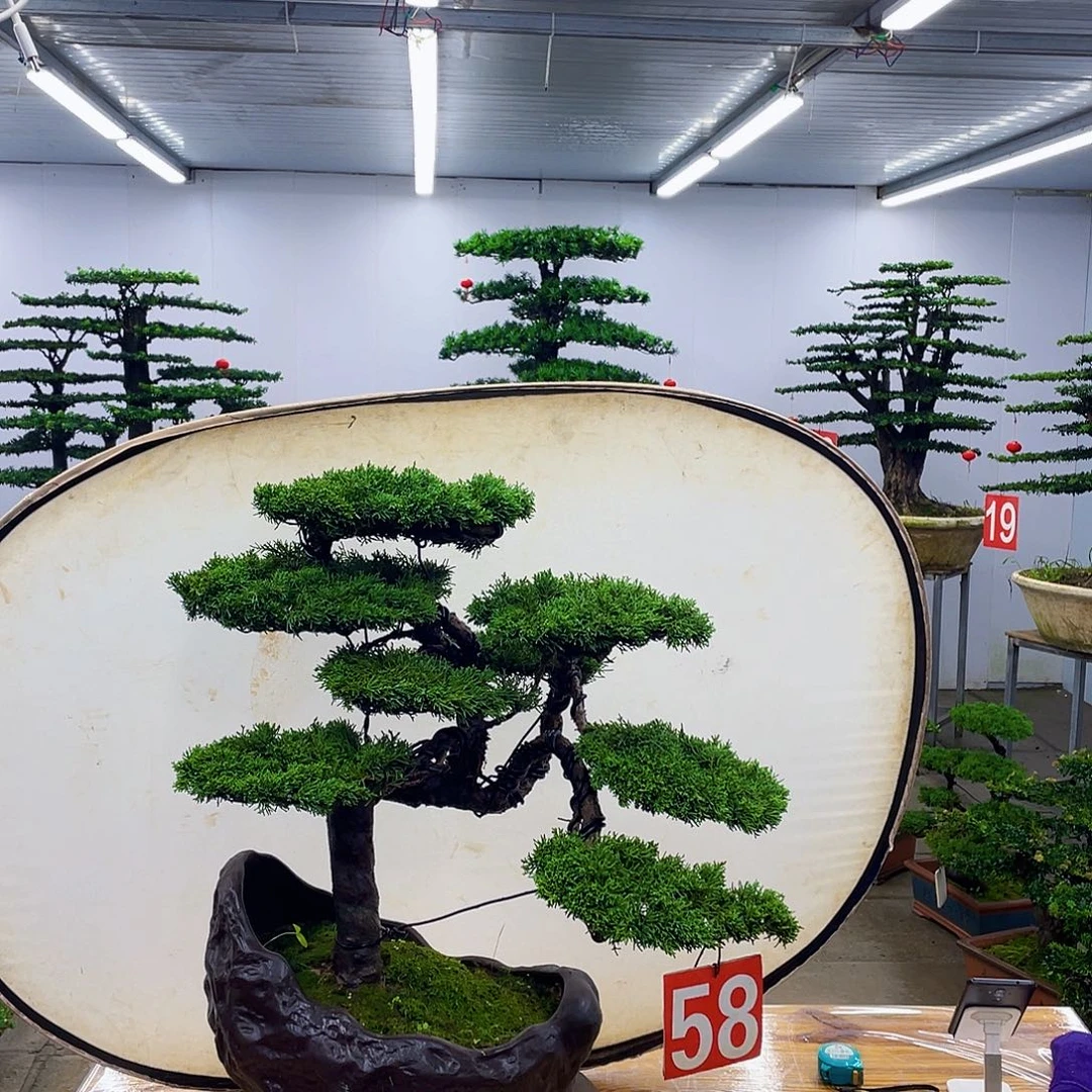 无花朵盆景直播间一物一拍