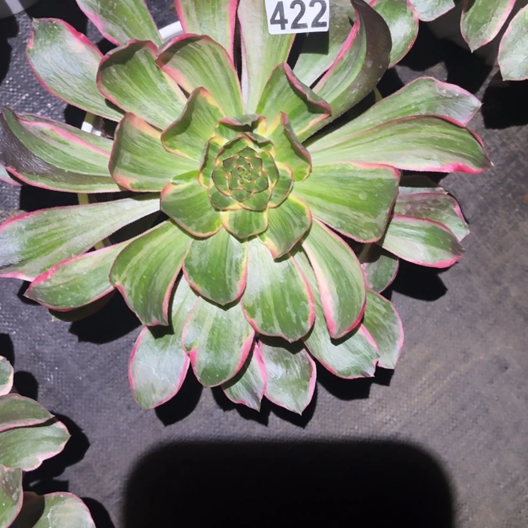 422多肉植物植物植物福利