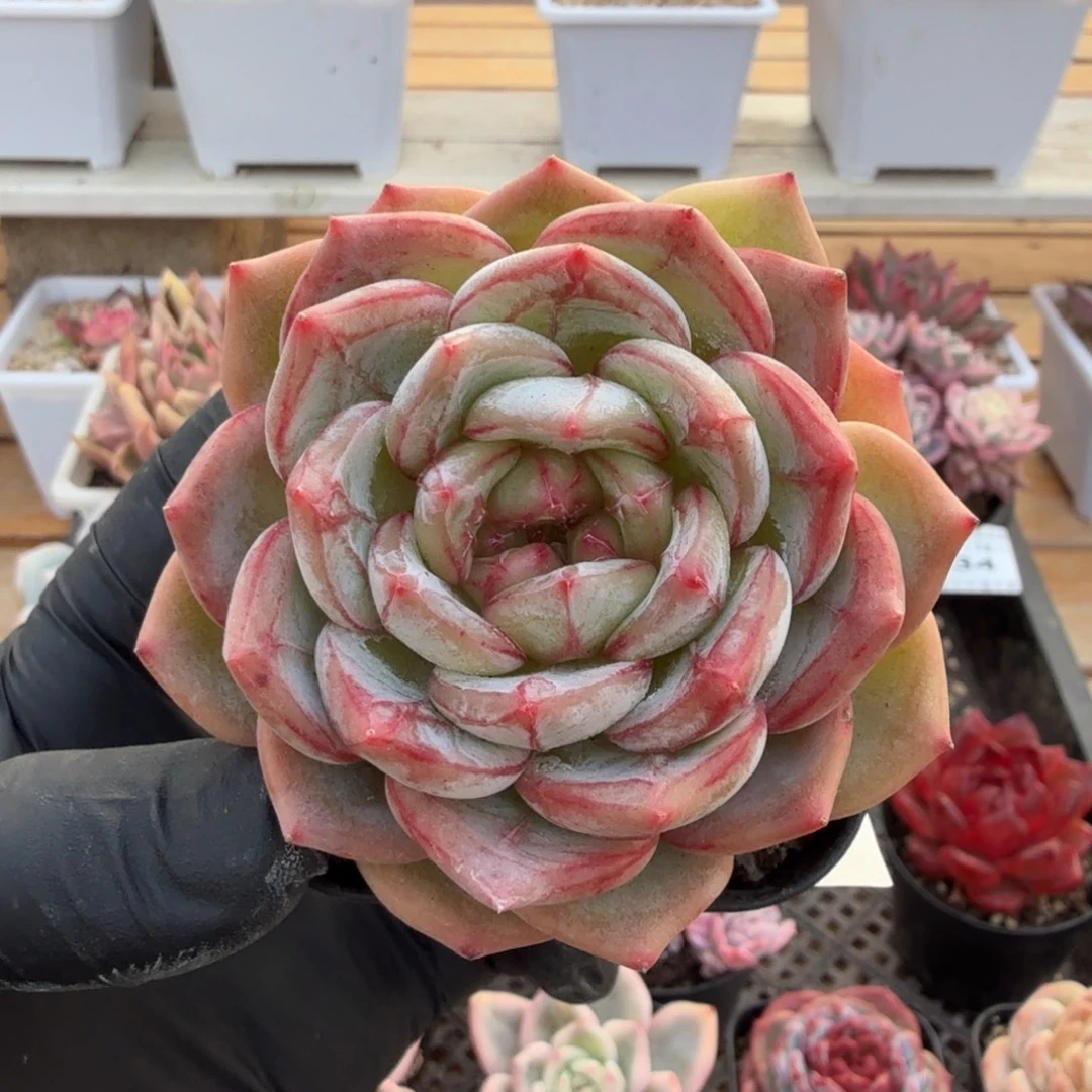 1215-38长相思单头