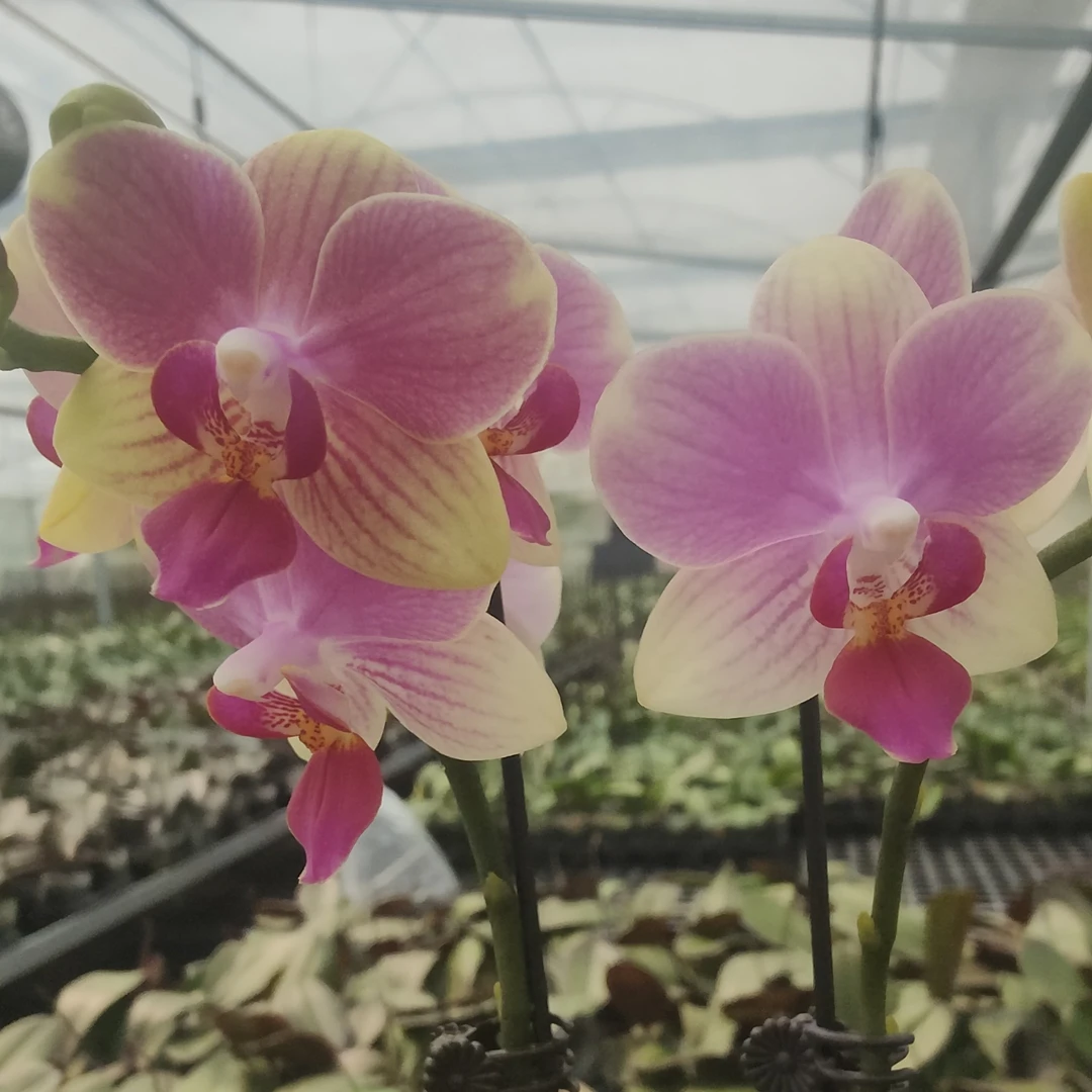 福纳瑞夏日蝴蝶兰带花剑3.0杯蝴蝶兰【叶层也有观赏性】