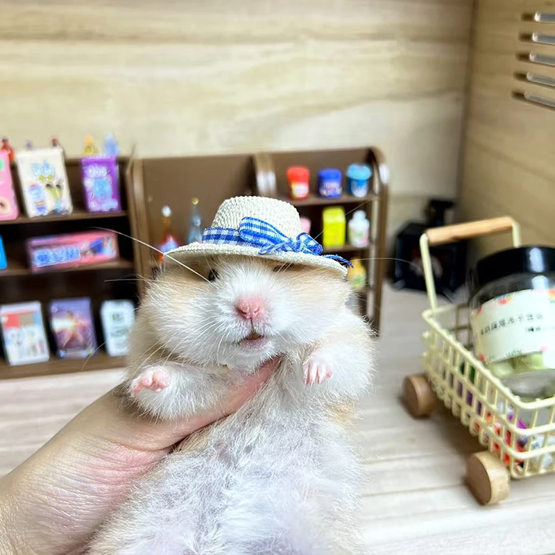 仓鼠帽子金丝熊蜜袋鼯花枝鼠鹦鹉帽子宠物拍照道具可爱手工小帽子