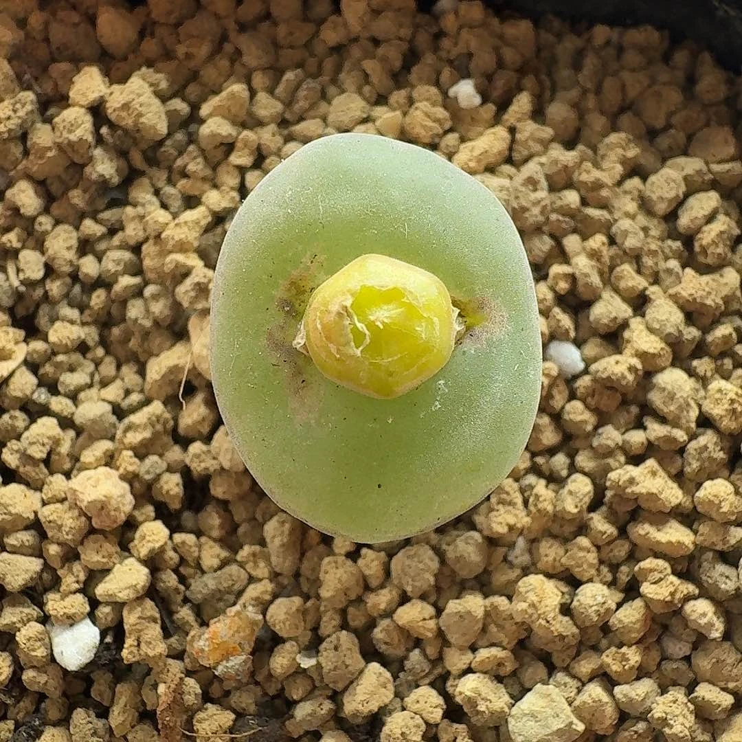 2422安格风铃玉1.8厘米