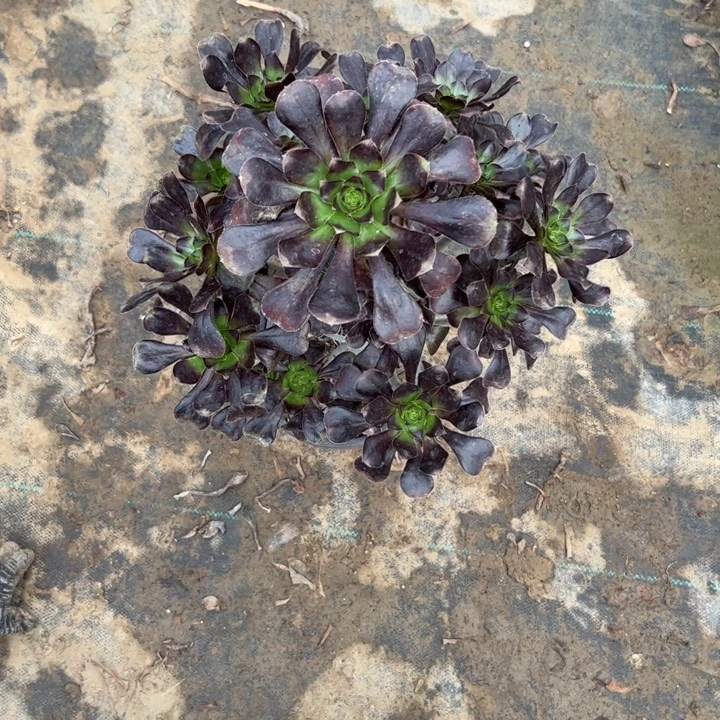 g***不包断枝一物一拍69