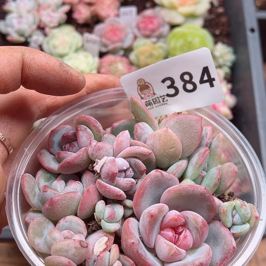 多肉植物多肉植物