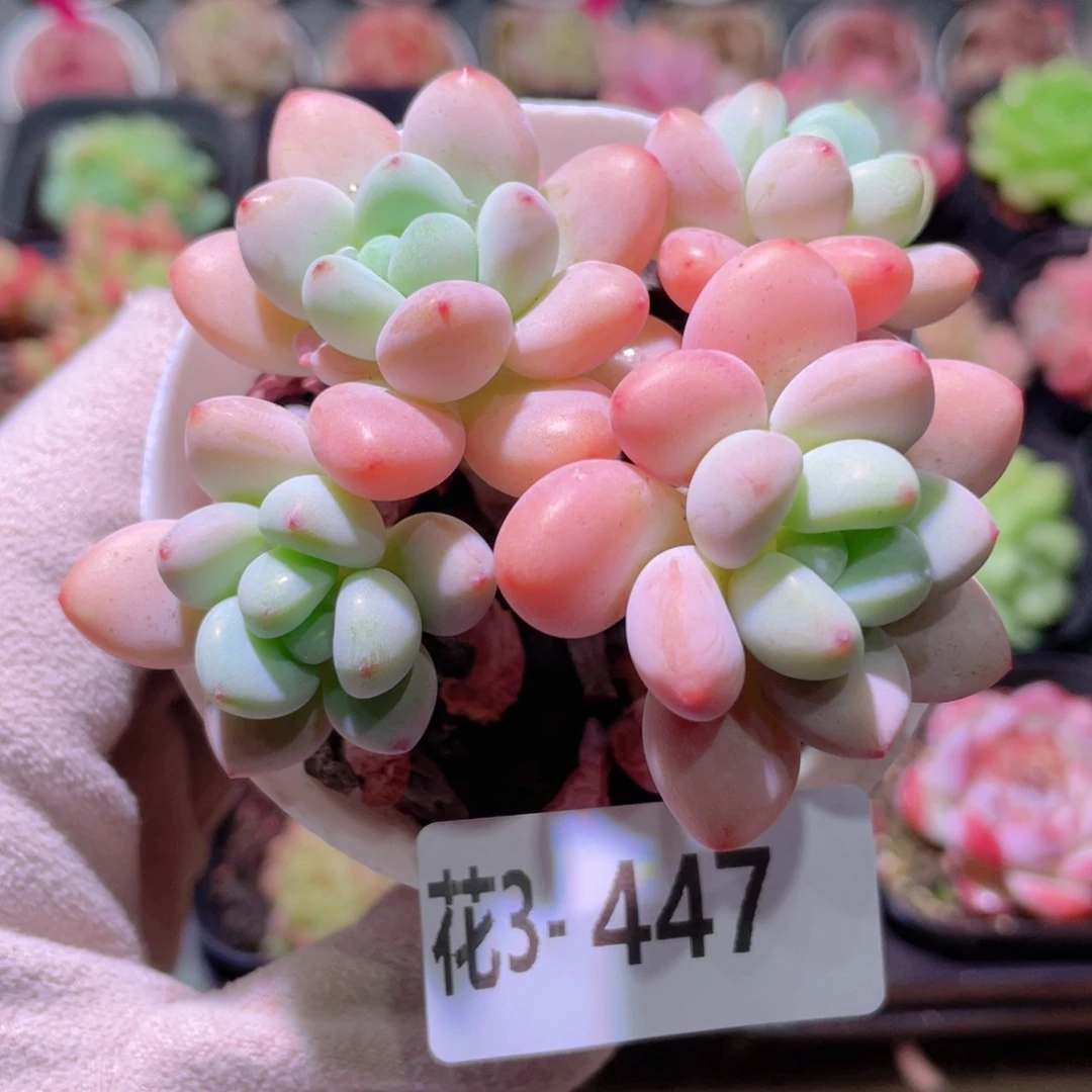 花利美3-447洛神群