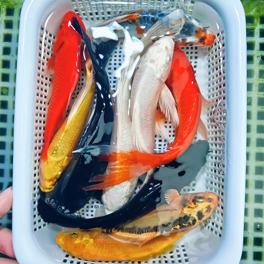 【十全十美】10-13cm 2黄2白2红草2龙2黑 龙系混搭 耐活 观赏鱼